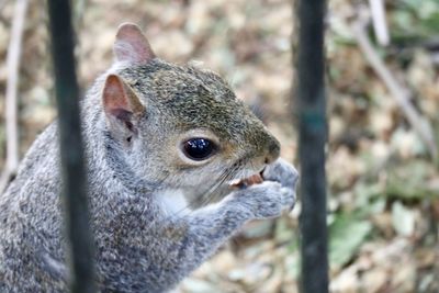 Close-up of squirrel