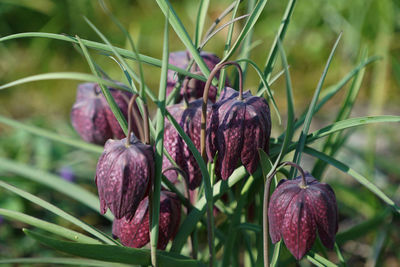 Close-up of purple flowering plant