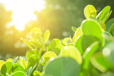 Close-up of fresh green plant against sky