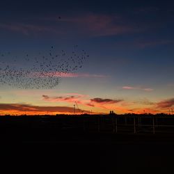 Silhouette birds flying in sky during sunset