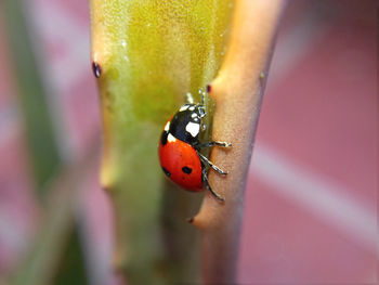 Close-up of ladybug on leaf