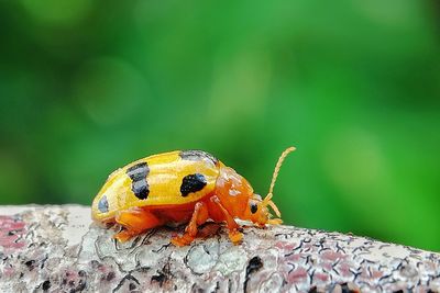 Close-up of ladybug on leaf