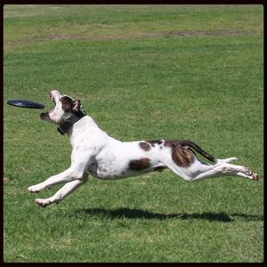 View of a dog on field