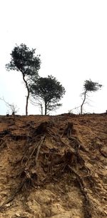 Trees on field against clear sky