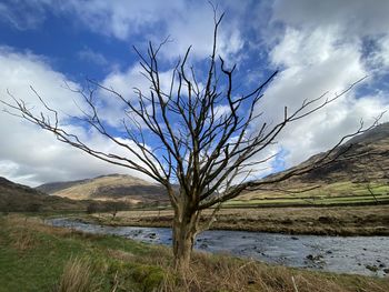 Bare tree on landscape against sky