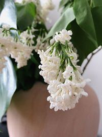 Close-up of white flowering plant