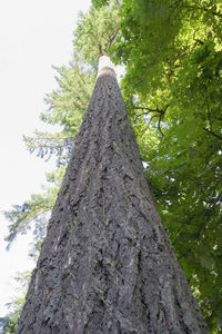 Low angle view of ivy on tree trunk