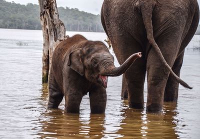 Elephant with calf standing in lake