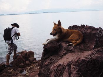 View of dog looking at sea