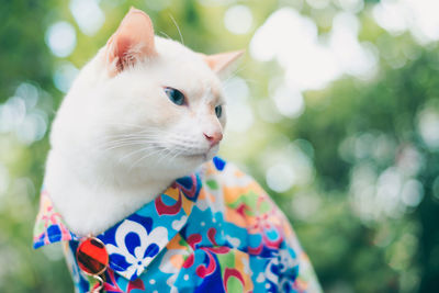 Close-up of cat looking away