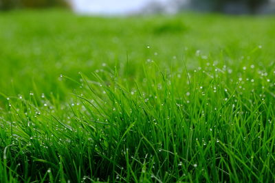 Close-up of wet grass on field