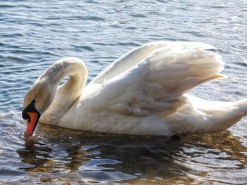 View of swan floating in lake