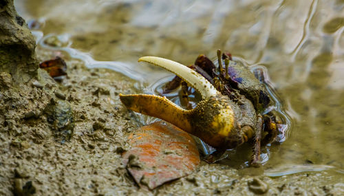 Close-up of dead fish on beach