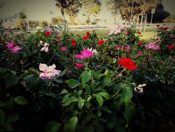 Close-up of pink flowering plants in park