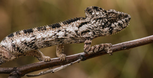 Close-up of lizard on branch
