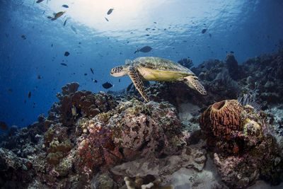 Turtle swimming in sea