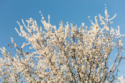 Low angle view of tree against sky