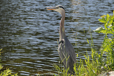 High angle view of gray heron in lake