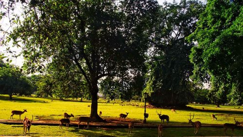 Panoramic view of green grazing on field