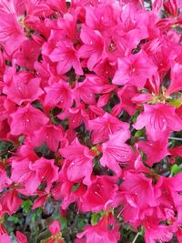 Close-up of pink flowering plants