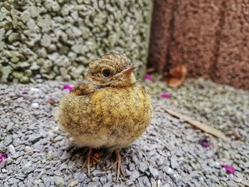 Close-up of a bird