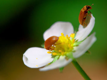 Close-up of insect pollinating on flower