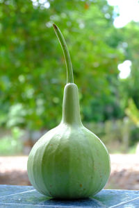 Calabash in garden home