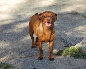 Portrait of dog standing outdoors