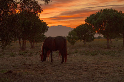 Horse grazing on field against sky at sunset