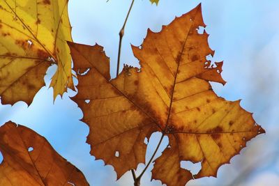 Close-up of maple leaf during autumn