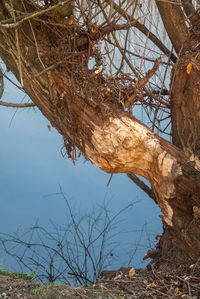 Low angle view of bare tree at lakeshore