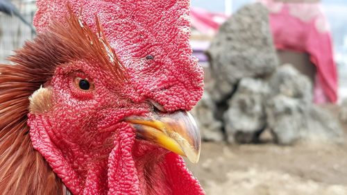 Close-up of rooster