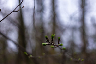 Close-up of plant growing outdoors