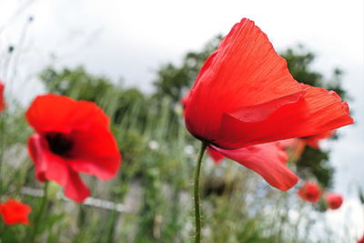 Close-up of red poppy blooming outdoors