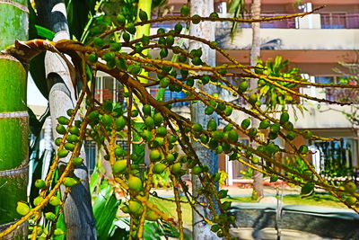 Close-up of fruits hanging on tree