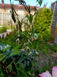 Close-up of plant growing outdoors