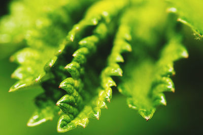 Close-up of green leaves