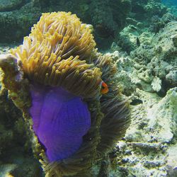 Close-up of fish swimming in sea