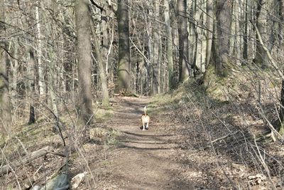 Dog walking in forest