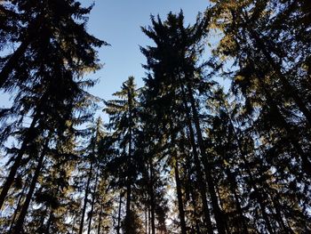 Low angle view of trees against sky