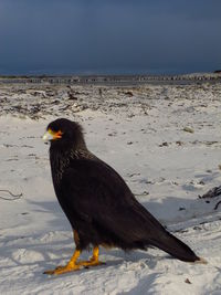 Close-up of bird perching on shore against sky