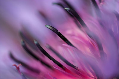 Full frame shot of pink flower