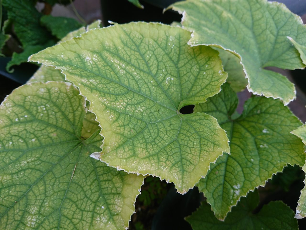 CLOSE-UP OF WET LEAF