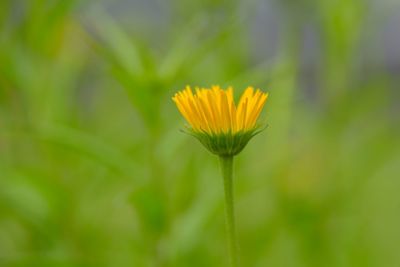 Close-up of yellow flower