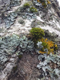 Close-up of moss on rock