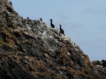 Low angle view of bird perching on cliff against clear sky