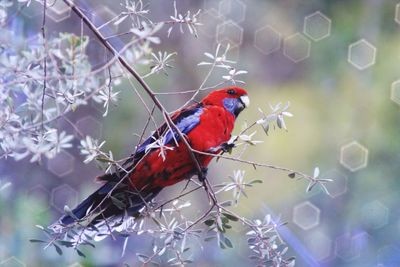 Low angle view of crimson rosella perches on tree
