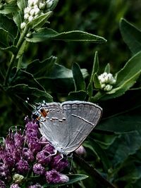 Close-up of butterfly pollinating on flower