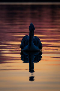 Close-up of a bird in lake during sunset