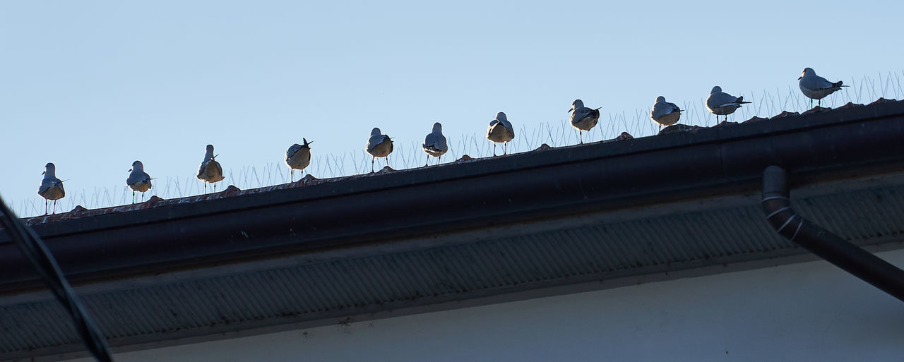 LOW ANGLE VIEW OF BIRDS PERCHING ON CABLE